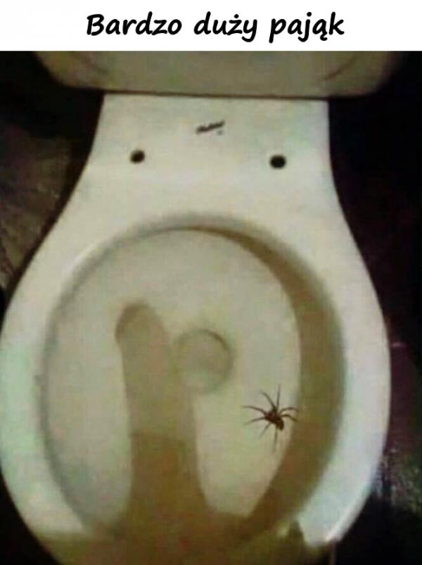 Bardzo duży pająk