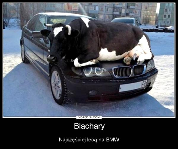 Blachary Najczęściej lecą na BMW