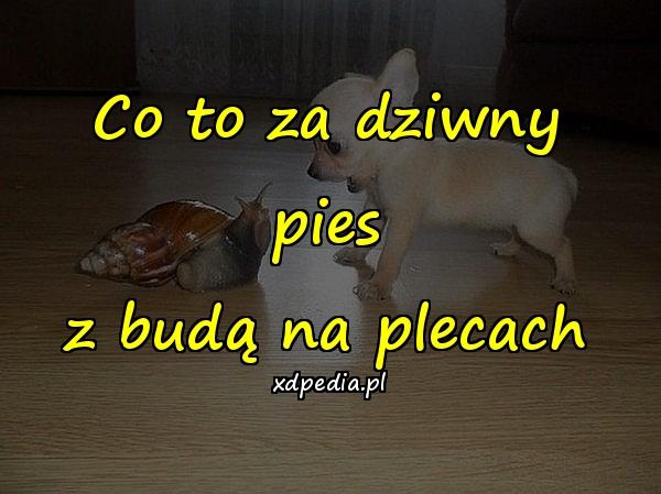 Co to za dziwny pies
z budą na plecach