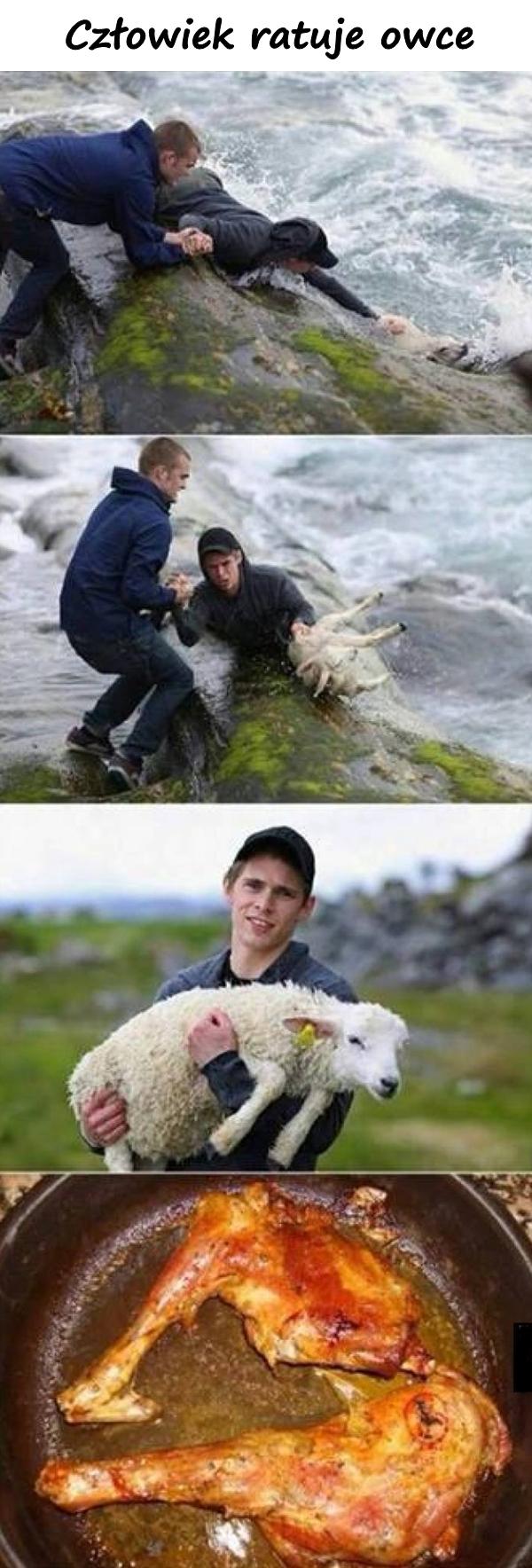Człowiek ratuje owce