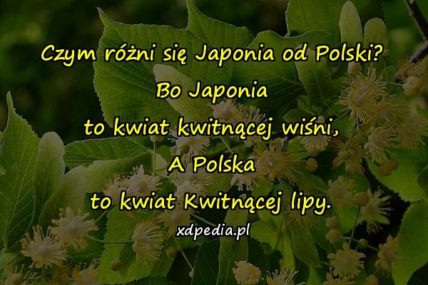 Czym różni się Japonia od Polski? Bo Japonia to kwiat kwitnącej wiśni, A Polska to kwiat Kwitnącej lipy.
