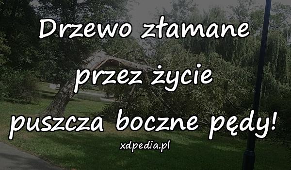 Drzewo złamane przez życie
puszcza boczne pędy!