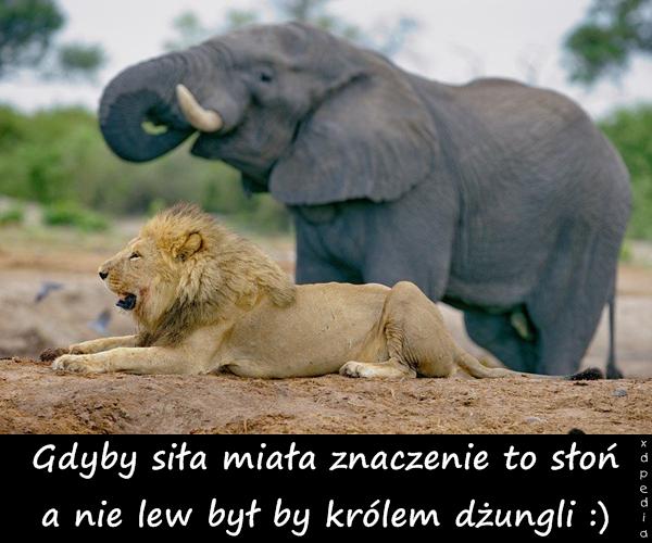 Gdyby siła miała znaczenie to słoń a nie lew był by królem dżungli :)