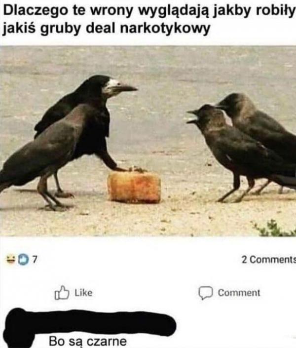 Dlaczego te wrony wyglądają jakby robiły jakiś gruby deal narkotykowy? Bo są czarne!