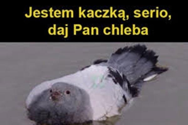 Jestem kaczką, serio, daj pan chleb