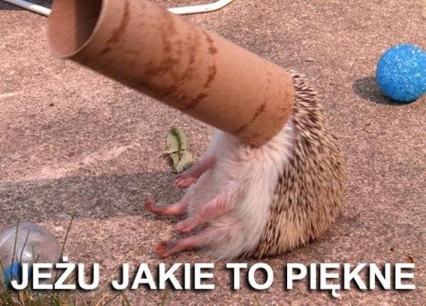 Jeży jakie do piękne