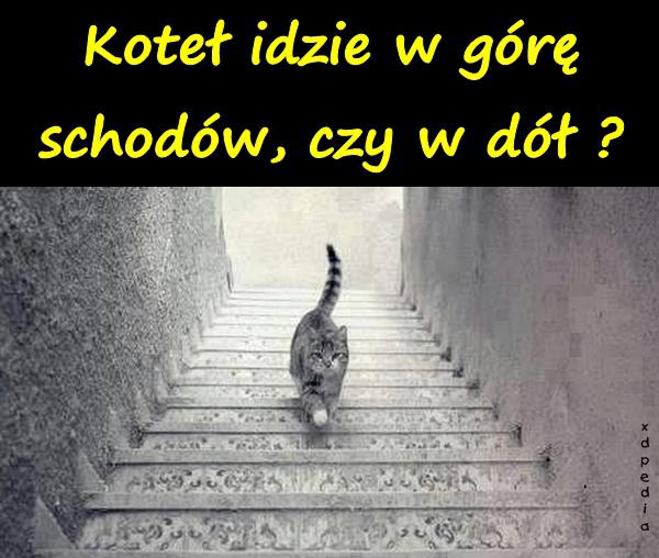 Koteł idzie w górę schodów, czy w dół?