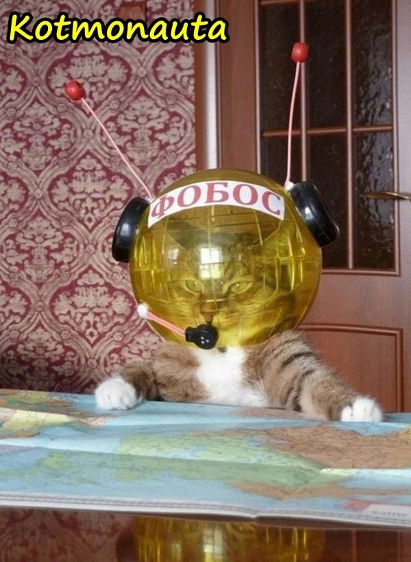 Kotmonauta - pierwszy kot w kosmosie