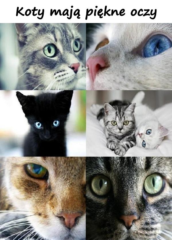 Koty mają piękne oczy