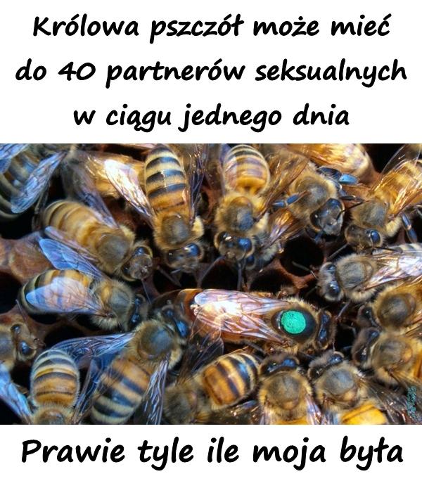 Królowa pszczół może mieć do 40 partnerów seksualnych w ciągu jednego dnia. Prawie tyle ile moja była.