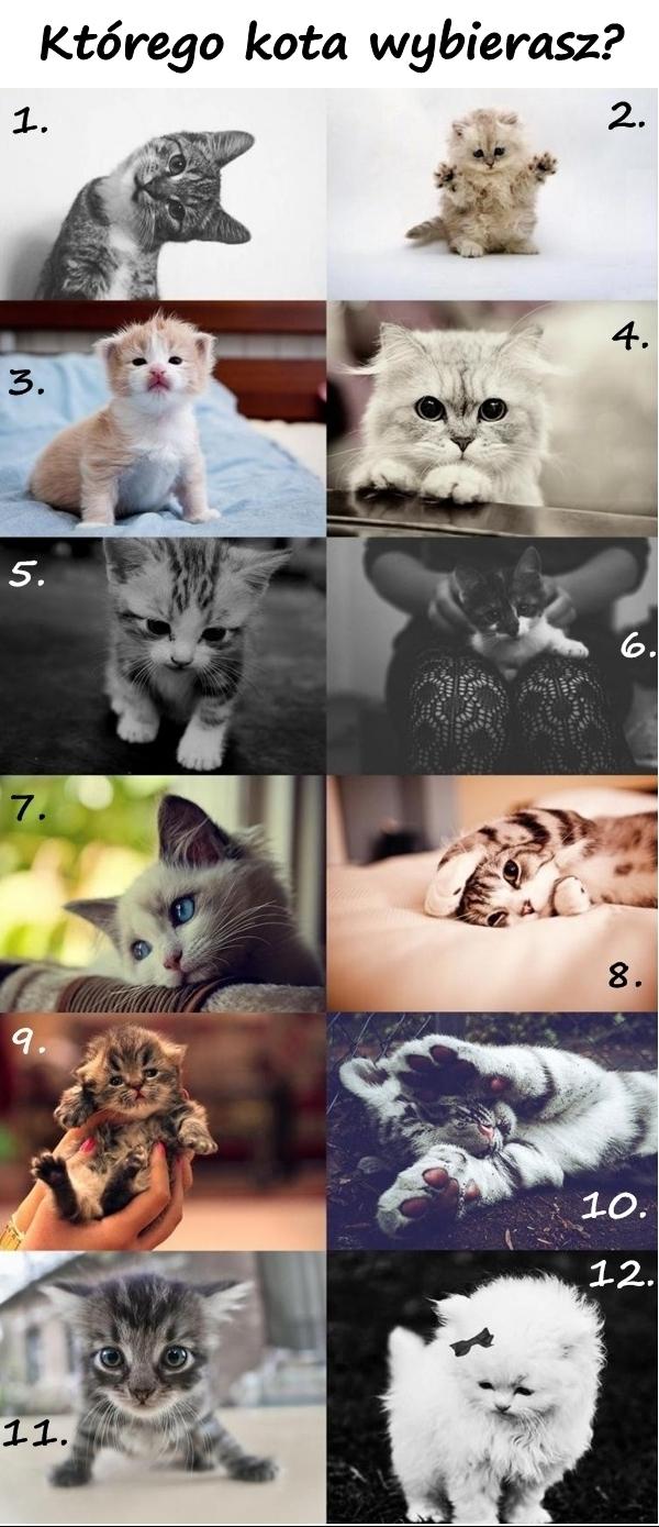 Którego kota wybierasz?