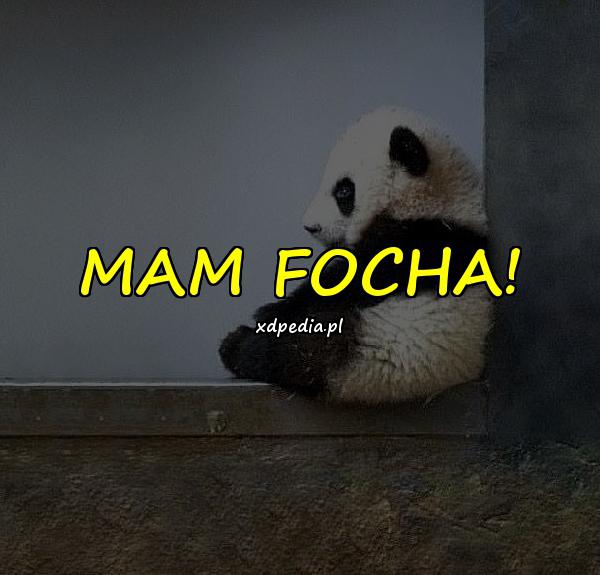 MAM FOCHA!