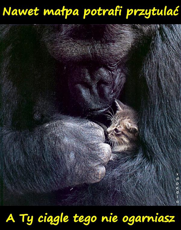 Nawet małpa potrafi przytulać. A Ty ciągle tego nie ogarniasz.