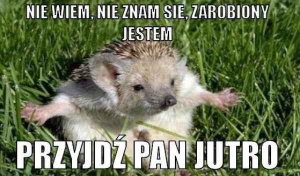 Nie wiem, nie znam się, zarobiony jestem
przyjdź pan jutro