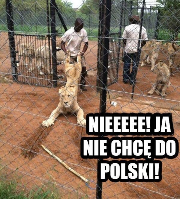 Nieeee! Ja nie chcę do Polski!