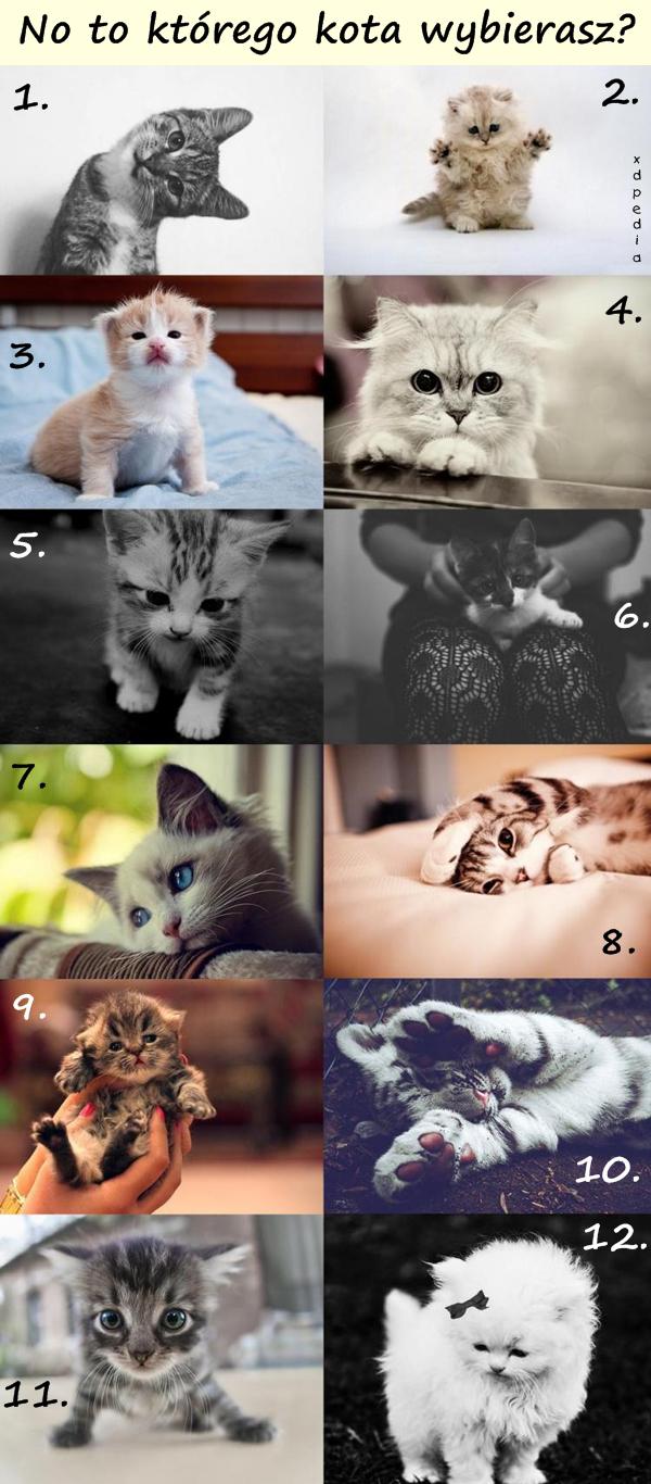 No to którego kota wybierasz?
