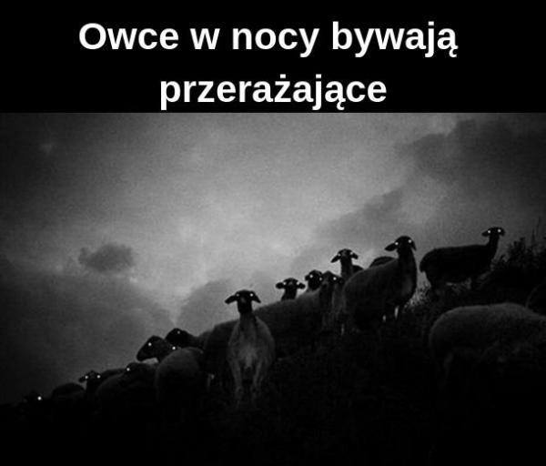 Owce w nocy bywają przerażające