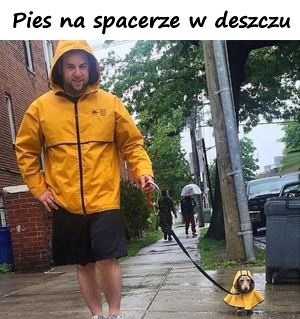 Pies na spacerze w deszczu