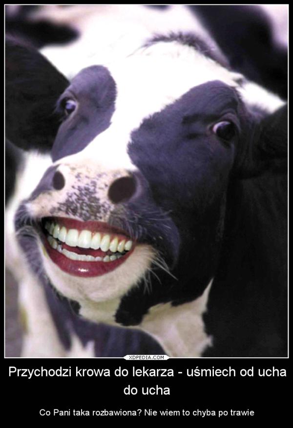 Przychodzi krowa do lekarza z uśmiechem od ucha do ucha Co Pani taka rozbawiona? Nie wiem to chyba po trawie