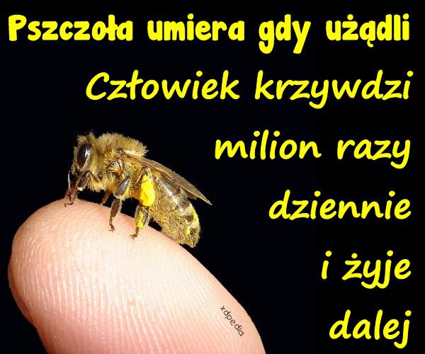 Pszczoła umiera gdy użądli. Człowiek krzywdzi milion razy dziennie i żyje dalej.