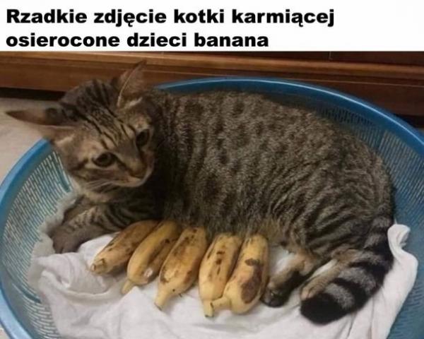 Rzadkie zdjęcie kotki karmiącej osierocone dzieci banana