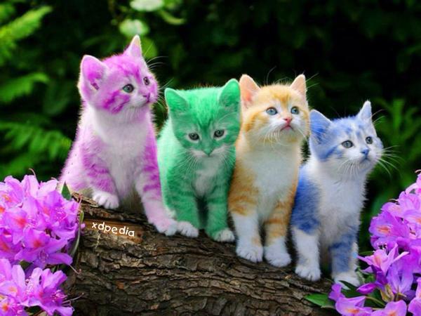 Słodziaki - kololowe kotki