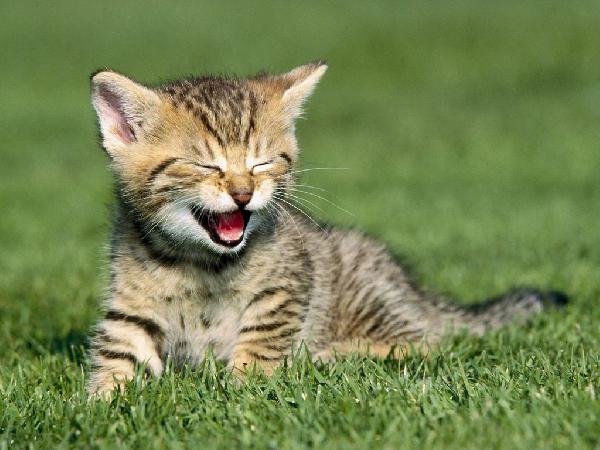 Czy zwierzęta potrafią się śmiać?