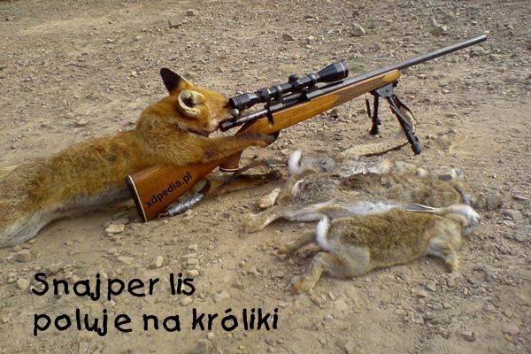 Snajper lis poluje na króliki