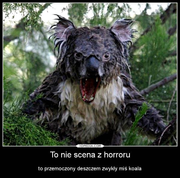 To nie scena z horroru to przemoczony deszczem zwykły miś koala