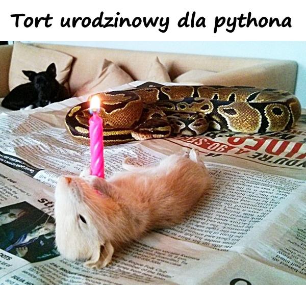 Tort urodzinowy dla pythona