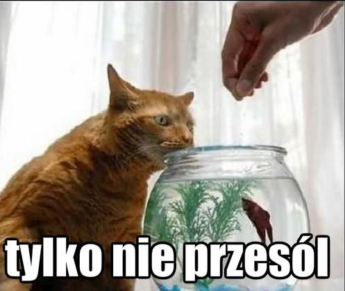 Kot: Tylko nie przesól mojej rybki!