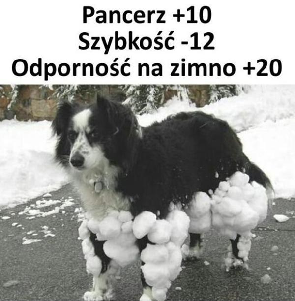 Uzbrojony pies: pancerz, szybkość, odporność na zimno
