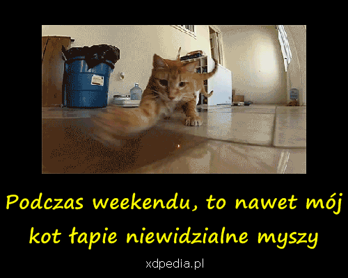 https://www.xdpedia.com/obrazki/weekend_moj_kot_lapie_niewidzialne_myszy_3466.gif