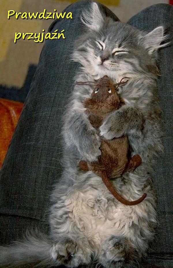 Prawdziwa przyjaźń - kot i mysz