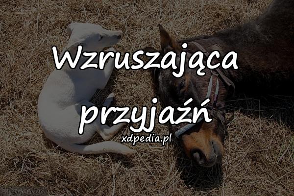 Wzruszająca przyjaźń