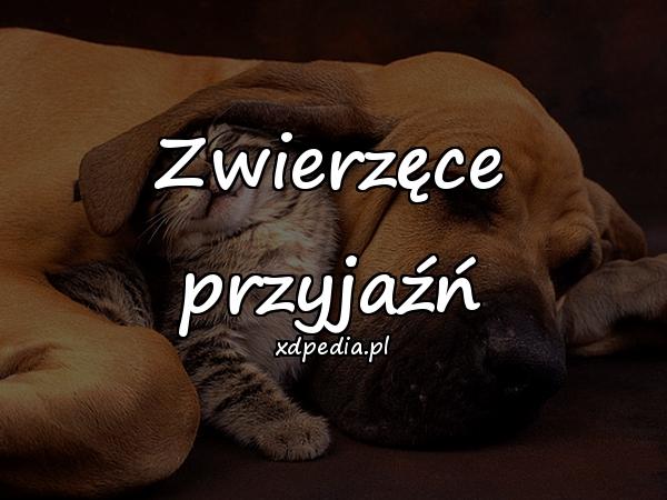 Zwierzęce przyjaźń